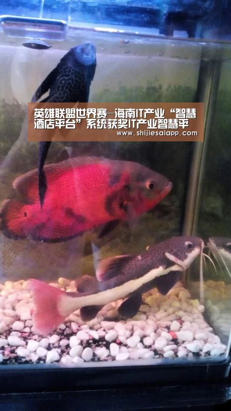 英雄联盟世界赛